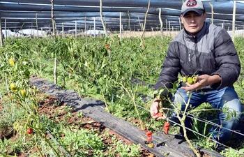 el-productor-juan-valdez-muestra-las-plantaciones-de-locote-perjudicadas-tambien-perdio-cultivos-de-tomate--213327000000-1732092.jpg