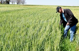Imagen de archivo de un cultivo de trigo. Actualmente prosigue la siembra, que se extendería hasta mediados de junio, según se proyecta, dijeron productores.