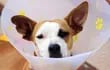 Los principales síntomas de la dermatitis canina pueden ser picor o comezón. Foto: Pixabay
