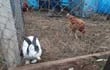 Desde cabras hasta kurijus se encuentran en el refugio de animales de la Costanera.