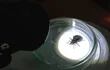 El mal de Chagas se transmite a través de la picadura de la vinchuca o chinche negra (Triatoma infestans).