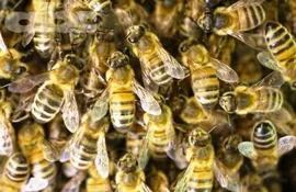 dia-mundial-de-las-abejas-72033000000-1834355.jpg