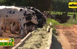 Producción de leche y carne