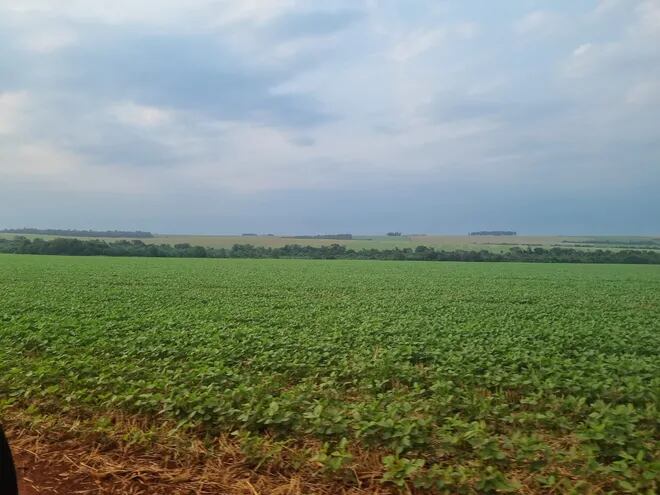 Cultivo de soja, de la zona de Alto Paraná, tras las primeras lluvias de ayer.