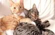 los-gatos-son-mas-felices-cuando-tienen-companero-113826000000-1663564.jpg