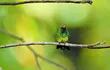 El colibrí siempre se posa en la misma rama. Son aves de movimientos muy sincrónicos. Fotos Gentileza de Alfredo Montanaro.