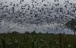 Palomas migratorias sobre cultivos de sorgo, las mismas podrían ser uno de los agentes de dispersión de la gripe aviar. Hasta el momento los casos detectados fueron aislados. (Imagen archivo)