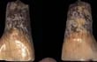 el-resto-humano-mas-antiguo-de-italia-es-un-diente-y-tiene-600-000-anos-83825000000-1110856.jpg