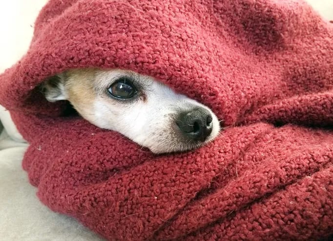 El cambio de temperatura puede agravar los síntomas, por ejemplo si nuestra mascota padece de inflamación en las articulaciones, evitar que se enfríe, especialmente por las noches, pues es cuando más horas pasa inactivo. Foto: Pixabay.