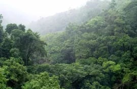 reduccion-de-deforestacion-de-amazonia-bajo-57-la-emision-de-gases-94736000000-442594.JPG