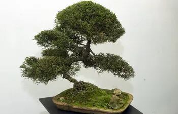 Bonsái, técnica que mantiene a los árboles en miniatura.