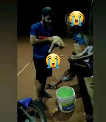 Captura del video que fue viralizado, en el cual se ve al joven maltratando al gato e intentando ahogarlo en un balde.