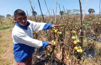 Productores registran pérdida de unas 500.000 plantas de tomate y otras 200.000 de locote.