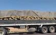 El palo santo se extrae casi sin control del Chaco paraguayo. Este camión fue detenido en un control, pero como no hay forma de saber cuántas veces se utilizó la guía forestal, liberan la carga.