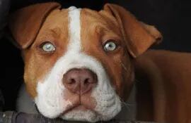 existen-razas-de-perros-mal-afamados-como-por-ejemplo-el-pitbull-foto-y-el-rottweiler-sin-embargo-profesionales-afirman-que-la-mascota-es-reflejo-194606000000-1613610.jpg