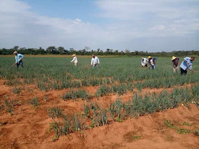 Esta plantación  de cebolla corresponde a una parcela ubicada en el distrito de Itacurubí del Rosario.