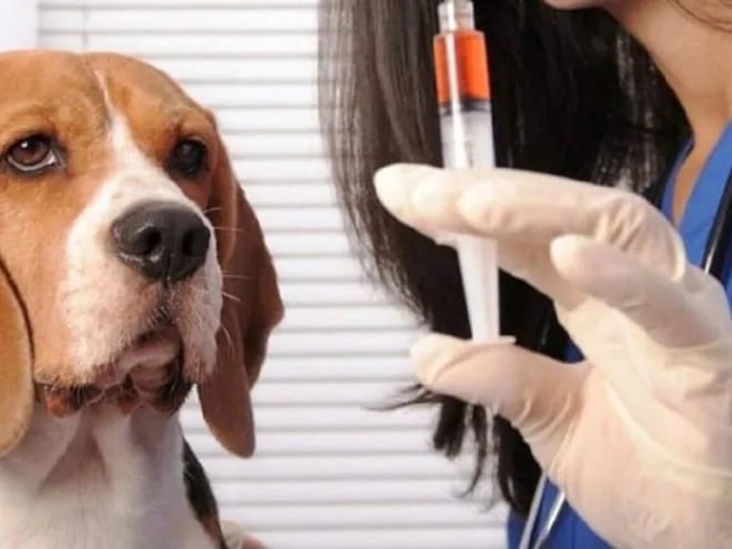 Para la preparación de los pacientes quirúrgicos sean perros o gatos son muy importantes varios factores, primero una exploración física seguida de análisis laboratoriales.