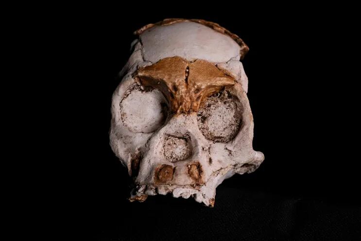 Los fósiles encontrados en las profundidades de una cueva sudafricana formaron parte del cráneo de un niño homínido, aparentemente dejado en un nicho por miembros de su especie hace 250.000 años, dijeron científicos.