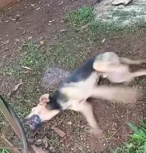 Tras haber consumido carne supuestamente envenenada, el perro empezó a convulsionar y finalmente falleció (Captura de un video compartido).