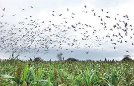 las-palomas-anualmente-constituyen-una-voraz-plaga-agricola-en-la-zona-del-chaco-central-los-productores-gastan-en-petardos-y-espantadores-para-prote-210614000000-1118128.jpg