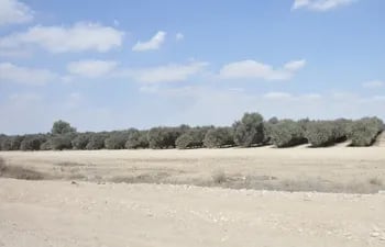 mas-de-400-hectareas-de-jojoba-son-cultivadas-en-pleno-desierto-del-neguev-en-la-zona-central-de-israel-gracias-al-innovador-sistema-de-riego-por-got-212059000000-1518851.jpg