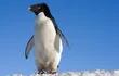 pinguino-adelia-62639000000-419332.jpg