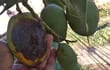 Un mango en mal estado. ¿Qué le está pasando a esta fruta típica del verano paraguayo?