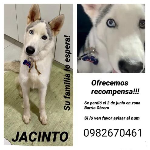 Jacinto, mascota perdida