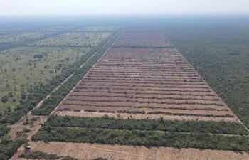 La reforestación del proyecto pretende abarcar más de 50.000 hectáreas de bosque chaqueño