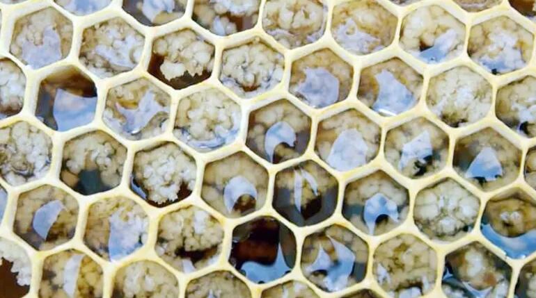 Miel cristalizada dentro del panal; esto rompe el mito de que la cristalización es adulteración.