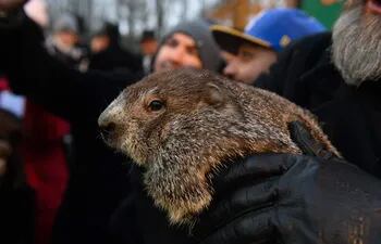 La marmota Phil pronosticó que seguirá el tiempo frío, hoy en el festival del "Día de la Marmota" cada 2 de febrero en Gobbler's Know, una colina a las afuera de Punxsutawney.