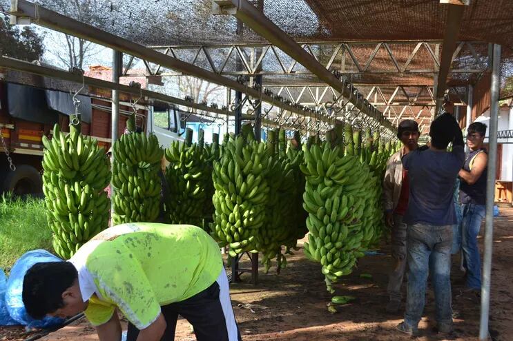 Un grupo de productores  trabajan en la preparación de los cachos de la banana para el empaquetado correspondiente.