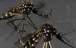 Mosquitos Aedes aegypti.