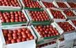 buena-parte-de-los-tomates-que-se-ofertan-en-centros-comerciales-habrian-sido-ingresados-de-contrabando--214011000000-1702080.jpg