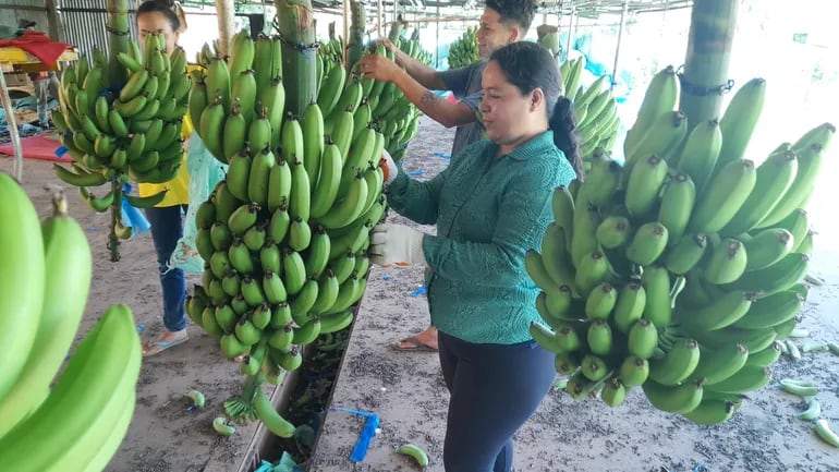Trabajadores de una planta procesadora de banana seleccionan frutas de primera calidad para exportar a la Argentina.