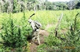 un-trabajo-sobre-el-cultivo-de-marihuana-en-paraguay-fue-presentado-por-un-investigador-y-publicado-por-la-bbc--235941000000-1516847.jpg