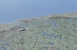 Laguna cerro del barrio San Francisco de Limpio. Investigan contaminación y muerte de peces.