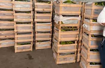 Parte de las 236 cajas de banana de contrabando encontradas en la cámara de maduración de Cepacoop, en la cercanía del Mercado de Abasto.