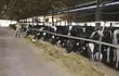 alimento-para-vacas-de-alta-produccion-81838000000-1727175.JPG