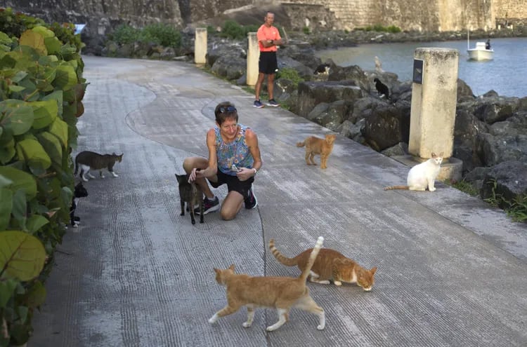 Una mujer acaricia a unos gatos en la muralla del barrio colonial del Viejo San Juan en Puerto Rico.