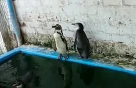 pinguinos-54834000000-1297203.jpg