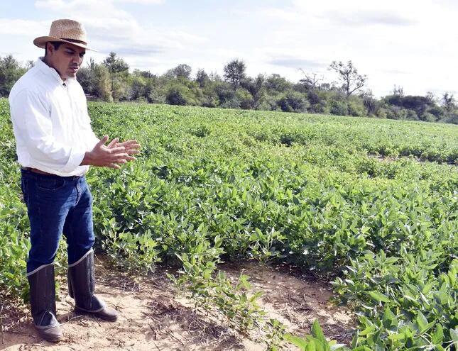 El Chaco tiene un gran potencial de desarrollo para la soja.