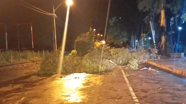 En el Lago de la República cayó un árbol y bloqueó la avenida, pero sin causar daños materiales.