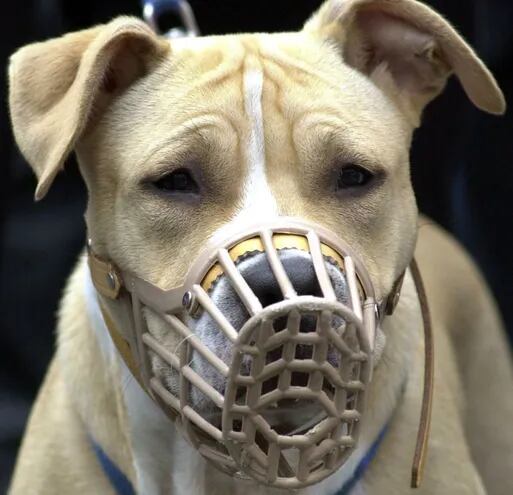 cuanto tiempo debe jadear un perro