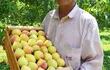 una-excelente-cosecha-de-duraznos-se-registra-en-el-distrito-de-la-colmena-dpto-de-paraguari-segun-los-fruticultores-el-rendimiento-de-la-fruta-201650000000-1513919.jpg