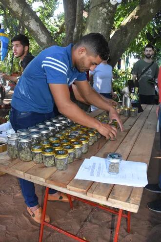 Los productores de Agüerito vendieron las  flores de cannábis, con entrega de  facturas hasta un máximo de 10 gramos.