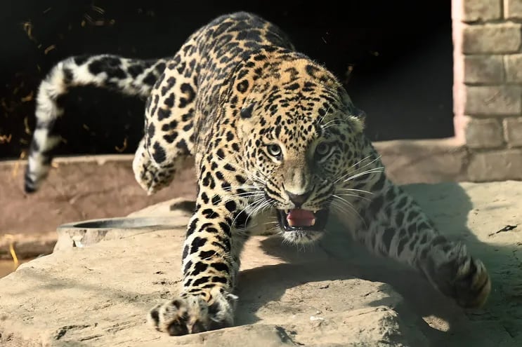 Un leopardo mascota escapó de una casa en la capital de Pakistán y deambuló por las calles durante horas antes de recibir un disparo con un dardo sedante.