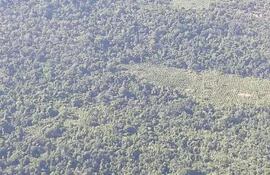 reserva-biosfera-del-mbaracayu-deforestacion-cultivos-de-marihuana-80707000000-1440743.jpg