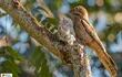 Guaimingue (Caprimulgus griseus), fotografía gentileza de Oscar Rodríguez (Paraguay Birding & Nature)