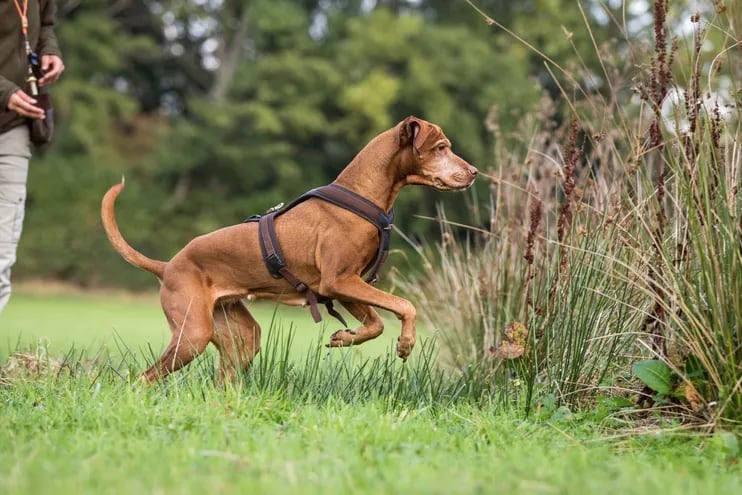 Apenas ve una posible presa, sale a perseguirla: una conducta típica del perro de caza.
